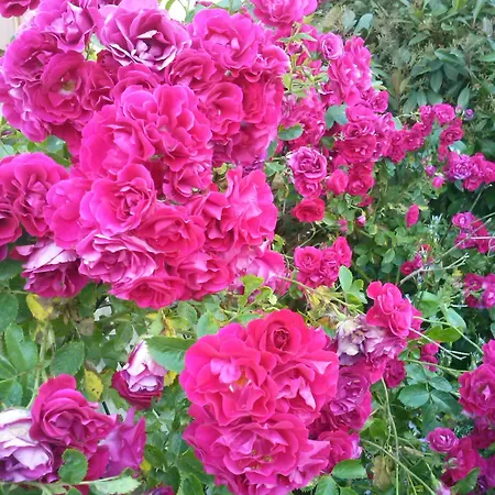 Les Lilas De Recoules