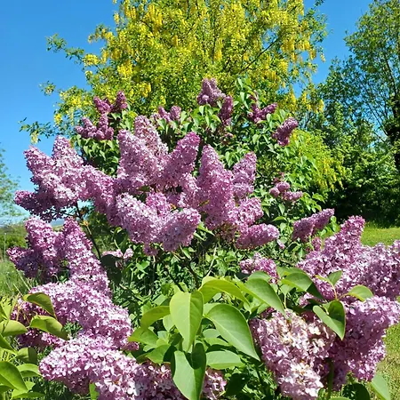 Les Lilas De Recoules Holiday home *